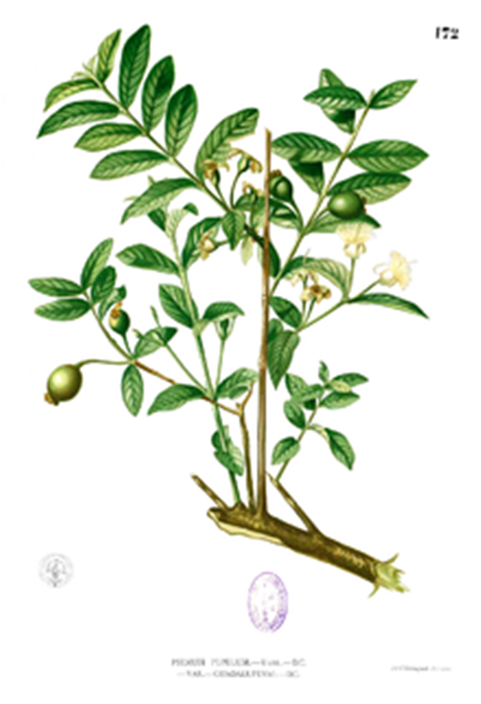 Guayaba - Psidium guajava
